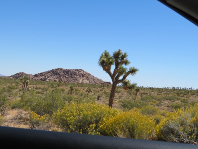 Joshua Tree & Hidden Valley (2).JPG